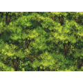 Sanctuary - Trees, Green